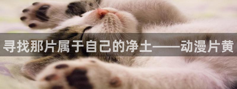 动漫天堂免费版：寻找那片属于自己的净土——动漫片黄