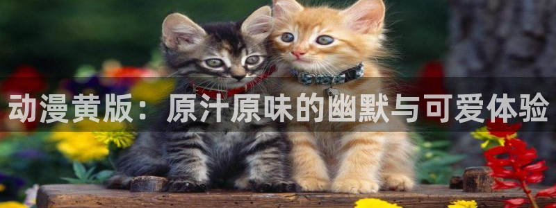 动漫天堂在线免费观看：动漫黄版：原汁原味的幽默与可爱体验